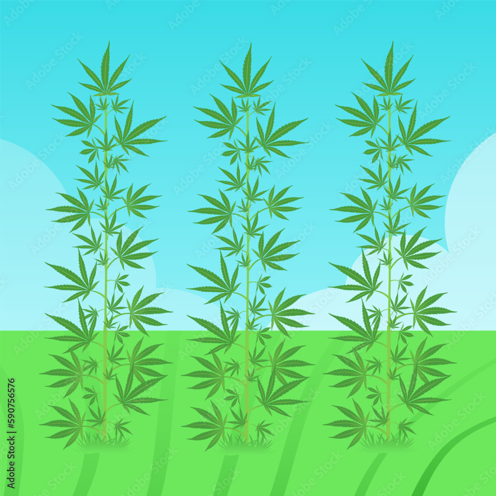 Green Leaf Hemp Cannabis Sativa Leaf Weed Herbal Isolated