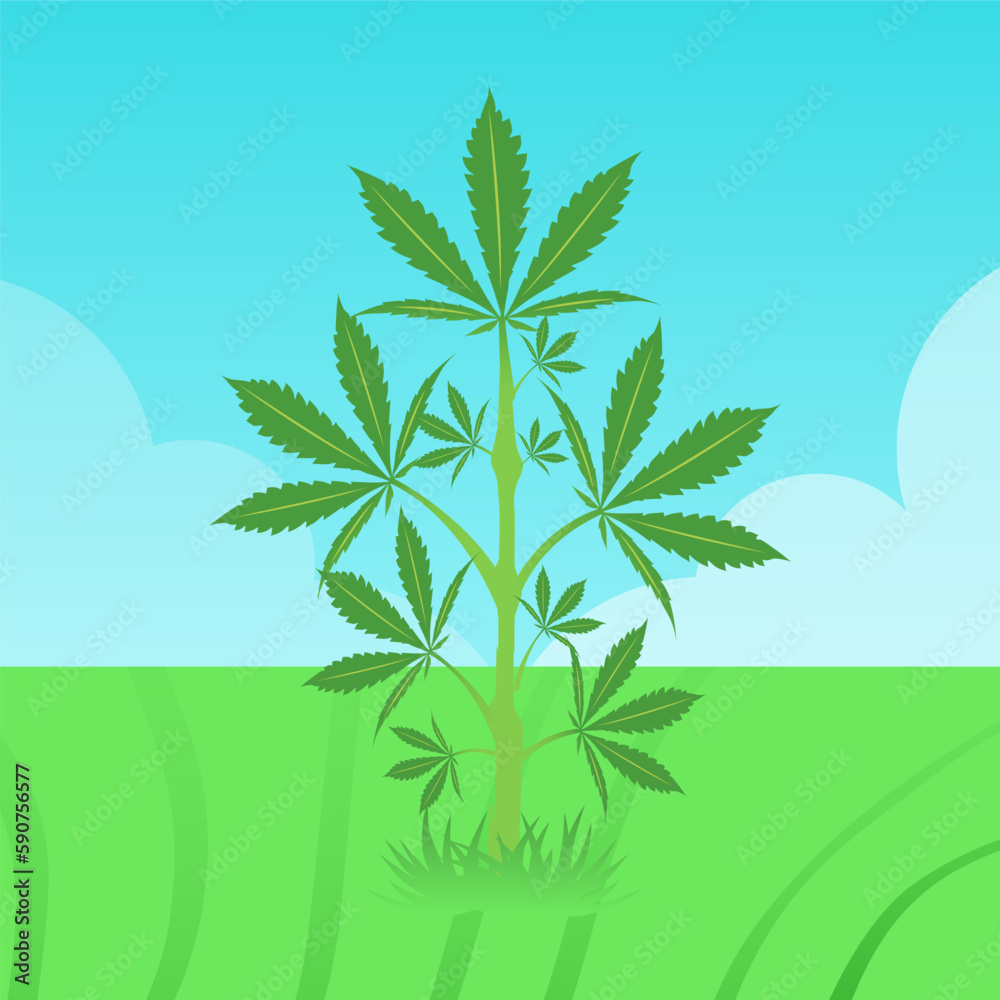 Green Leaf Marijuana Cannabis Indica Leaf Weed Herbal Isolated
