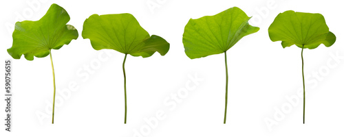 Photography Big set fresh of green lotus leaf isolated on white background with clipping paths