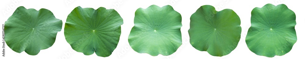 Big set fresh of green lotus leaf isolated on white background with clipping paths. Big set fresh of green lotus leaf isolated on white background with clipping paths.