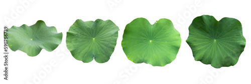 Big set fresh of green lotus leaf isolated on white background with clipping paths.