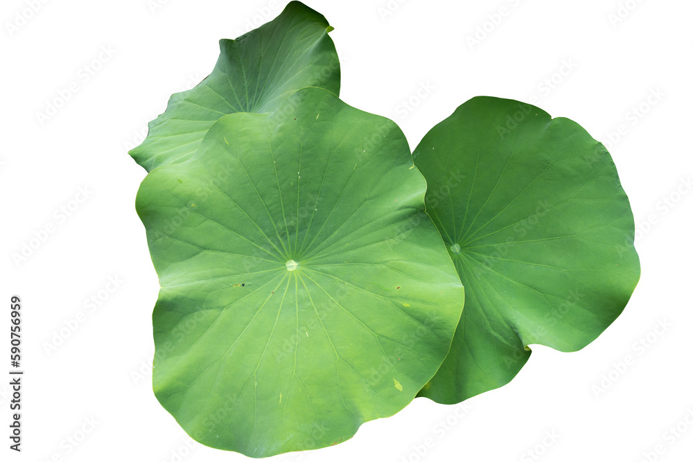 Fototapeta premium Fresh of green lotus leaf isolated on white background with clipping paths.