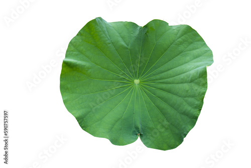 Wallpaper Mural Fresh of green lotus leaf isolated on white background with clipping paths. Torontodigital.ca