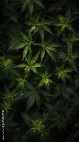 Cannabis buds on a black background. Cannabis flower bud.