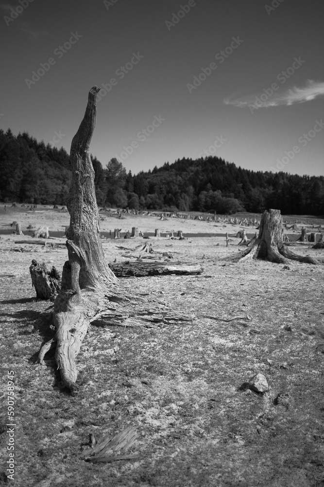 Vertical grayscale of felled trees with mountains in the background