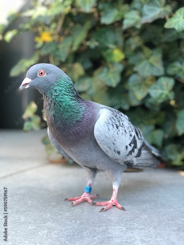 Obraz premium Vertical closeup of a Feral pigeons (Columba livia domestica) against blurred background
