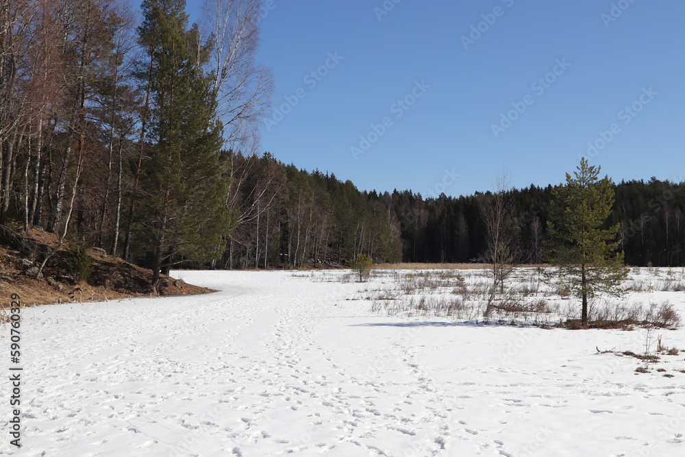 Fototapeta premium Winter