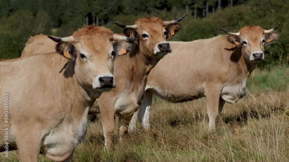 Group of cows in the field, agricultural and farming concept Group of cows in the field, agricultural and farming concept