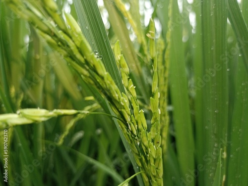 A ear of young rice and white flowers. With dew drops with green background