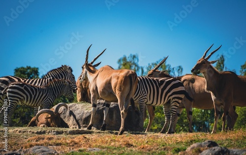 Wildlife Photography at the Zoo © Dipayan_saha2001/Wirestock Creators