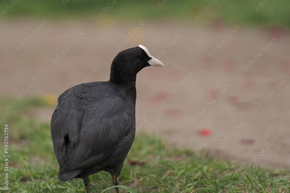 Fototapeta premium Coot bird walking on a ground with copy space