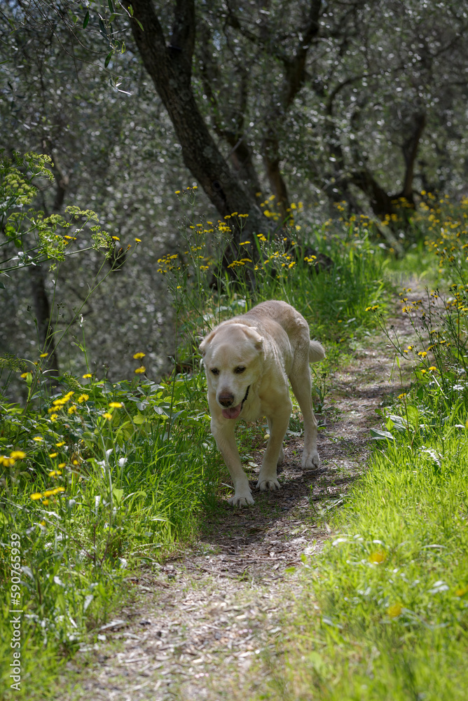 Obraz premium An elderly 13 years old Labrador Retriever walking the wooded area