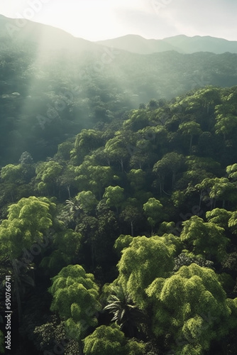 Aerial view of misty rainforest on a sunny day with towering trees