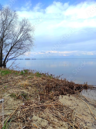 tree on the shore of lake