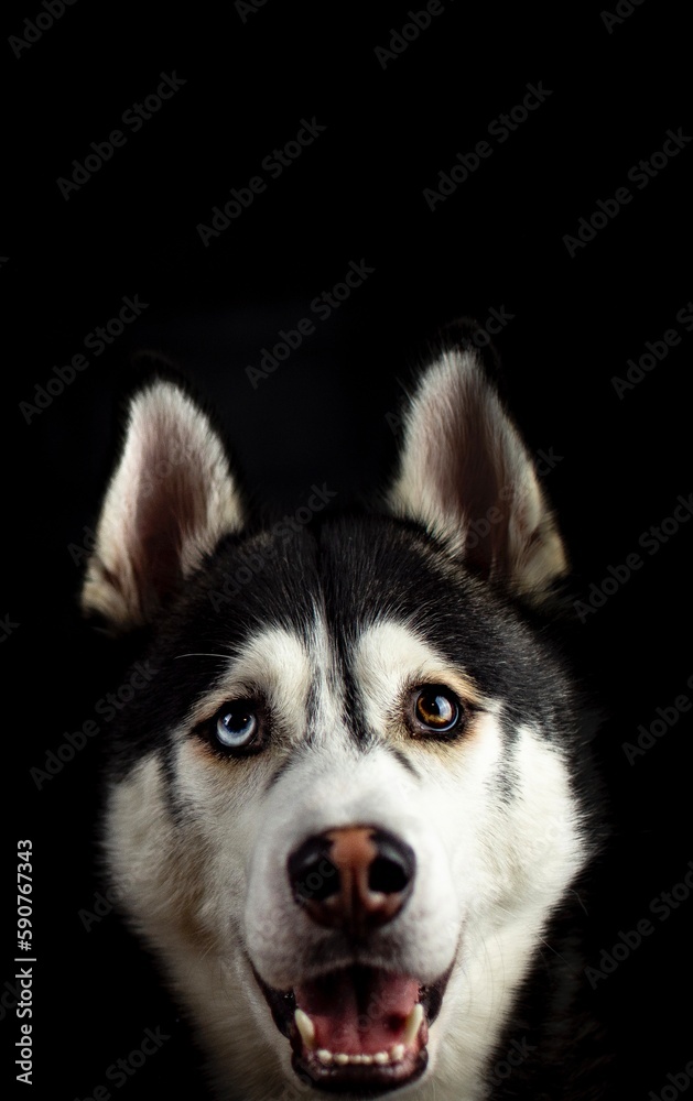 Askan the Husky Askan the Husky