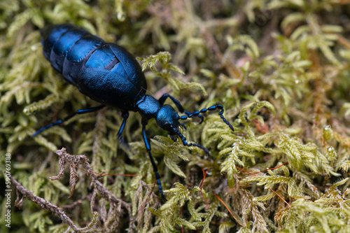Meloe violaceus - Violet oil beetle - Méloé violet photo