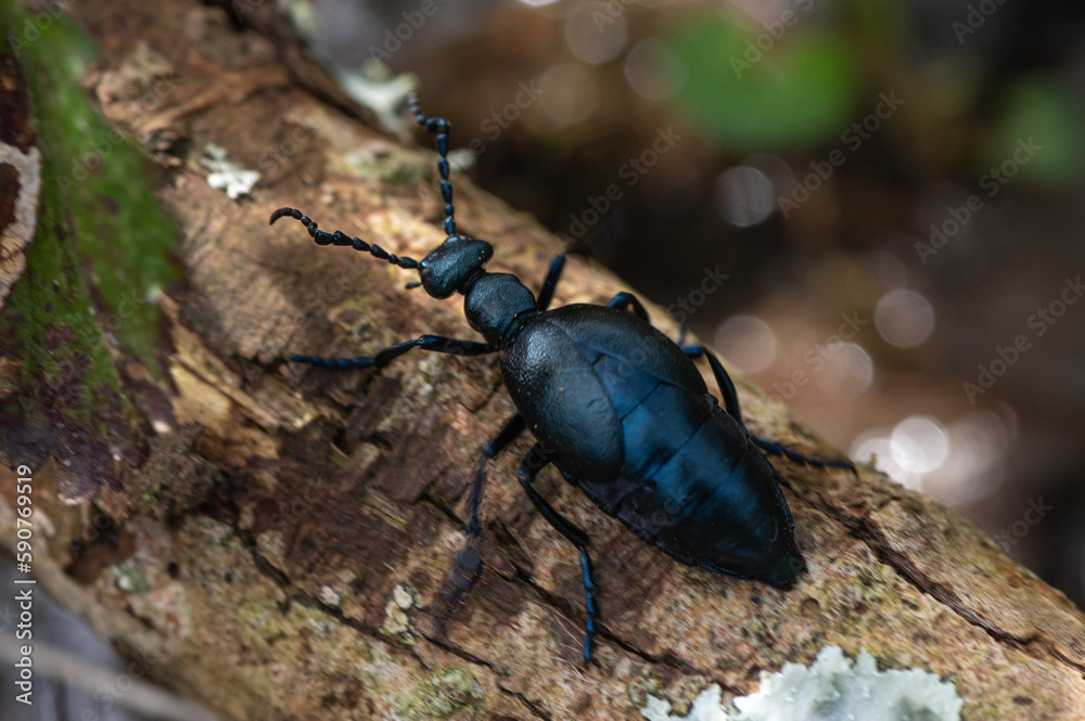 Meloe violaceus - Violet oil beetle - Méloé violet