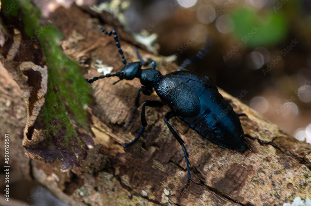 Meloe violaceus - Violet oil beetle - Méloé violet Meloe violaceus - Violet oil beetle - Méloé violet