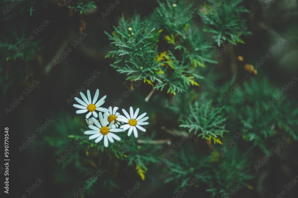 Naklejka premium Top view closeup shot of four daisy flowers surrounded by green leaves in a garden