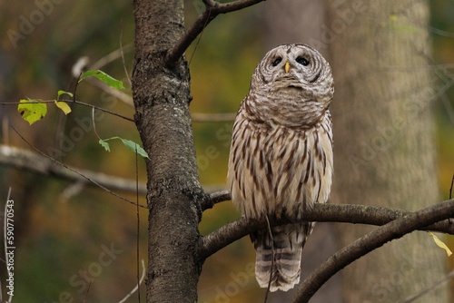 Closeup of a barred owl (Strix varia) perched on a tree branch