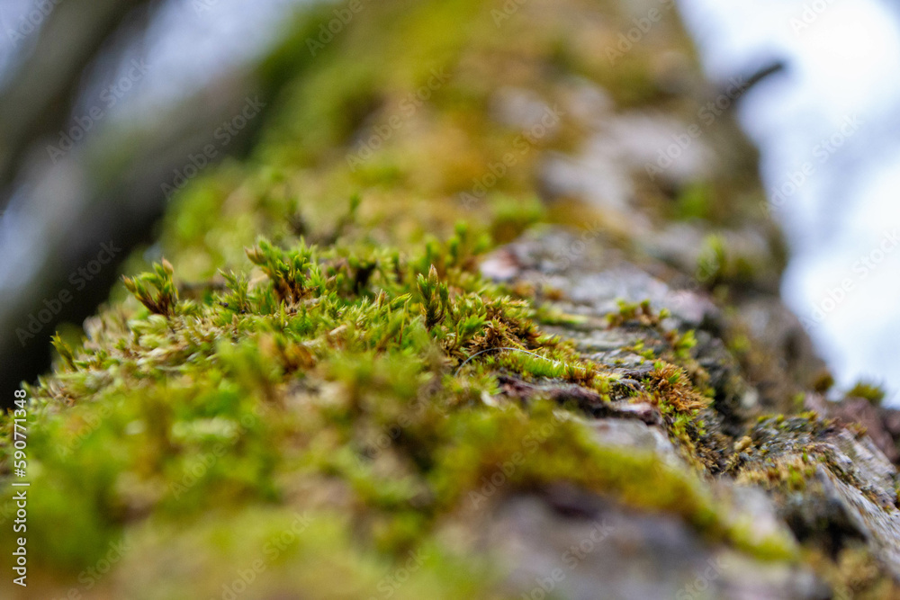 A tree trunk with moss on it and a sky background. High quality photo A tree trunk with moss on it and a sky background. High quality photo