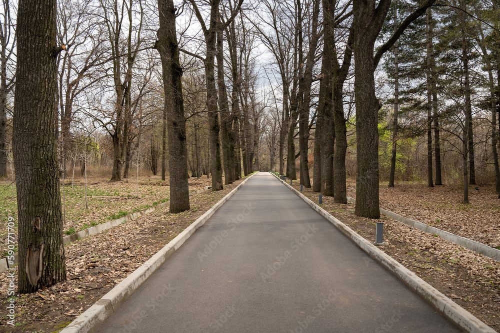 Fototapeta premium road in the woods