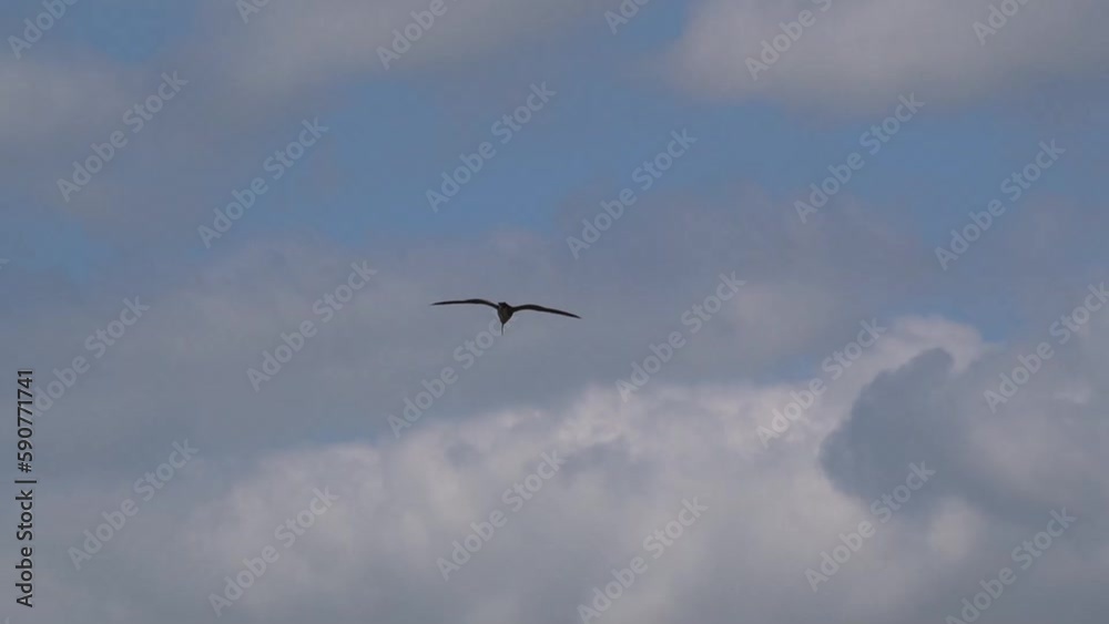 Close-up of a curlew (Numenius) in low level flight on a windy day Close-up of a curlew (Numenius) in low level flight on a windy day