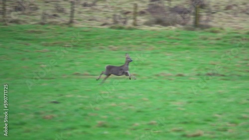 Young roe deer running across a field at high speed photo