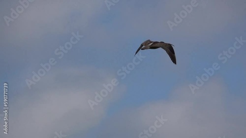 Close-up of a curlew (Numenius) in low level flight on a windy day