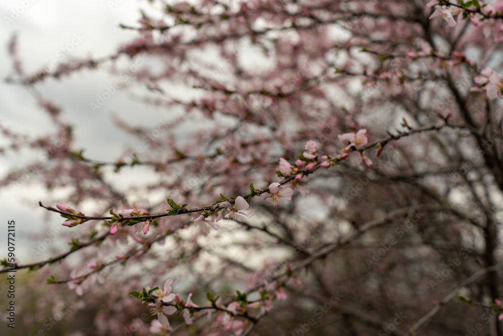 blossom in spring blossom in spring