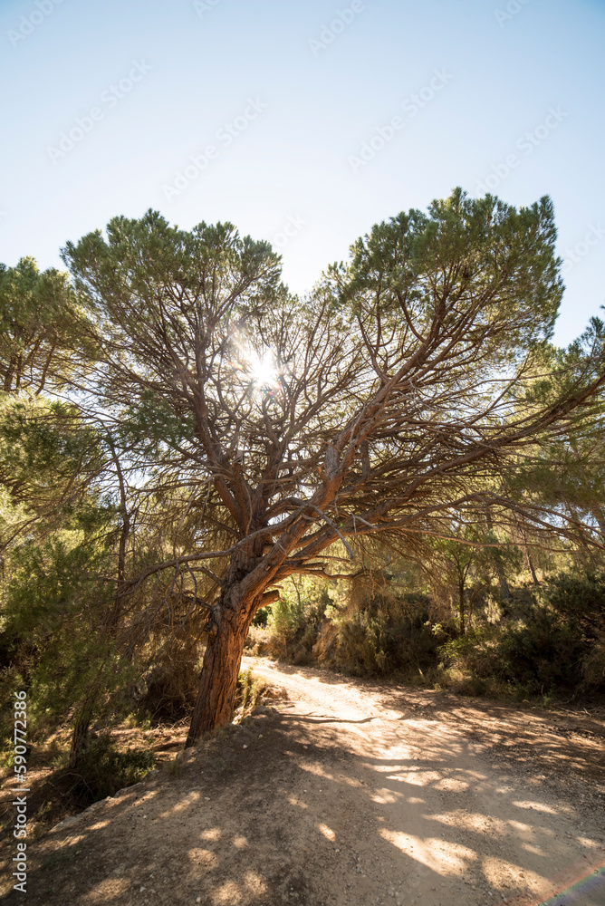 Huge maiden pine in the mountains of Socovos, Spain Huge maiden pine in the mountains of Socovos, Spain