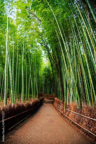 Fototapeta Naklejka Na Ścianę i Meble -  Arashiyama Bamboo Grove, Kyoto, Japan