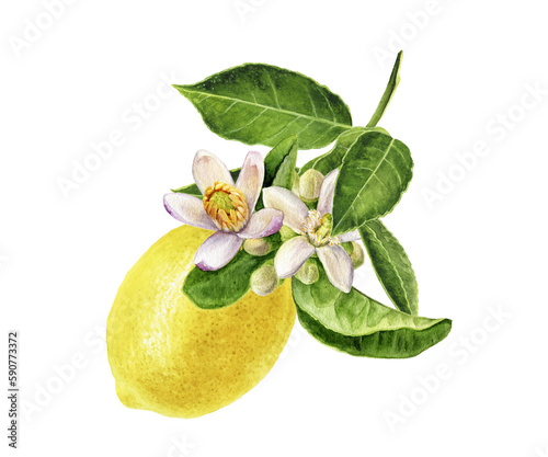 Watercolor painting of lemon with blossom isolated on white background, closeup, botanical illustration.