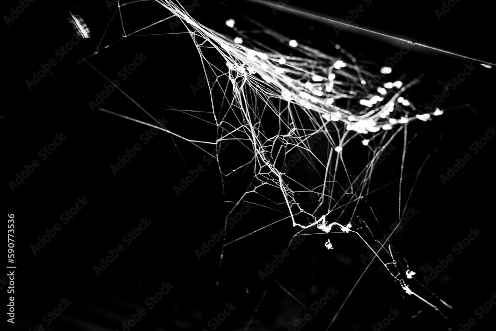 Closeup of a spider web in a garden with a dark background Closeup of a spider web in a garden with a dark background