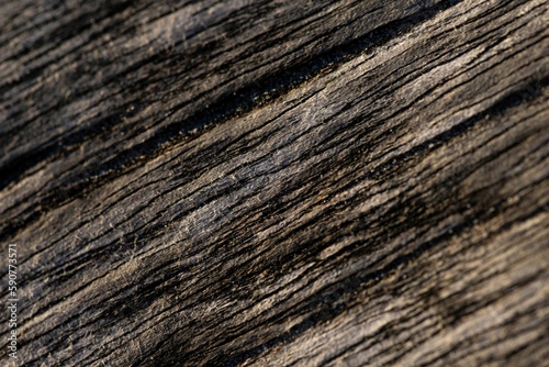 Closeup shot of an old wooden tree texture background