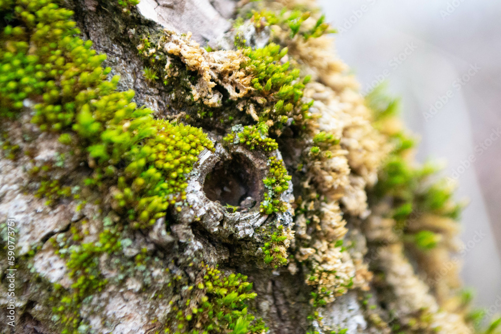 A tree trunk with moss on it and a sky background. High quality photo A tree trunk with moss on it and a sky background. High quality photo