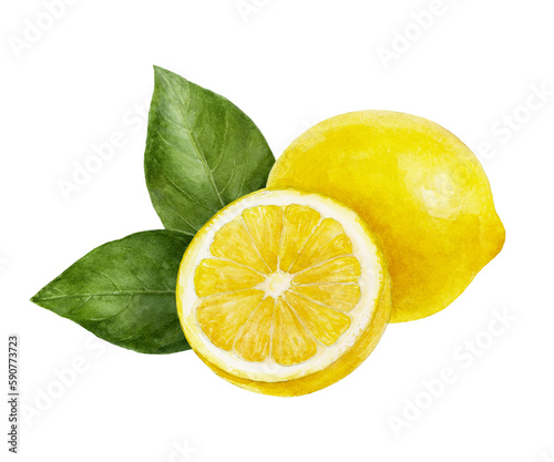 Watercolor painting of lemon isolated on white background, closeup, botanical illustration.