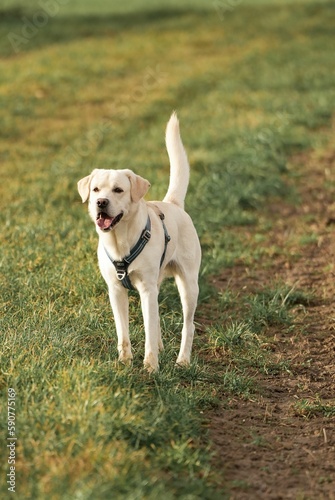 Cute beige Labrador walking on grass