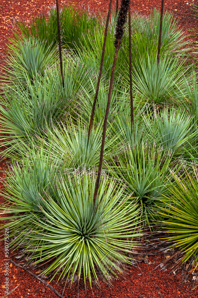 Sydney Australia, clump of agave striata falcata in garden Sydney Australia, clump of agave striata falcata in garden