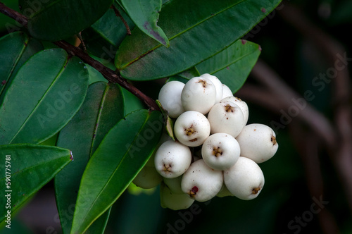 Sydney Australia, white berries of Austromyrtus dulcis or midgen berry  tree