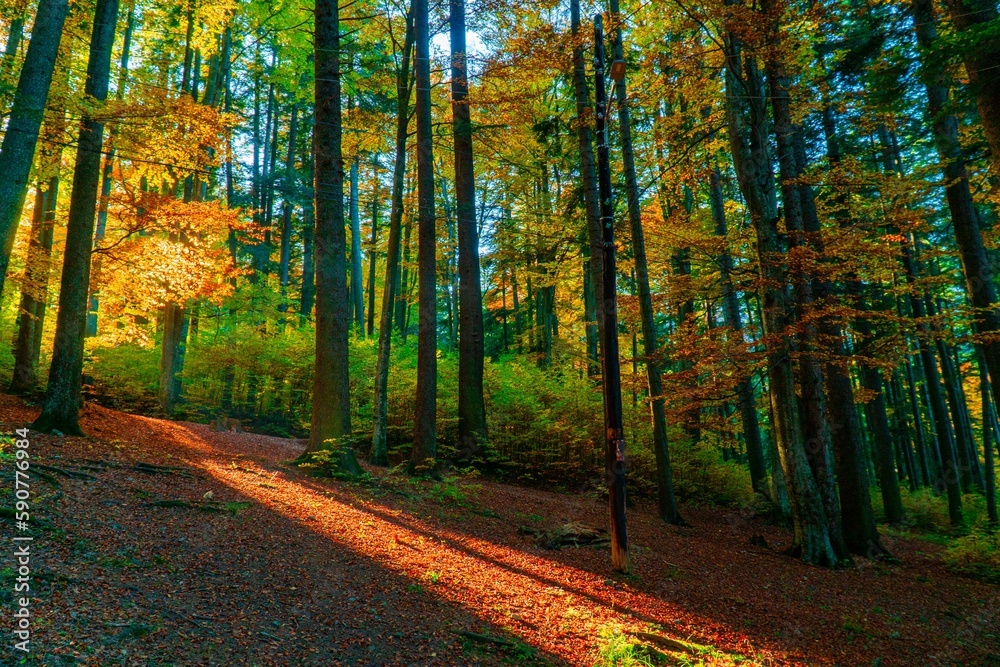 Beautiful landscape of an autumn forest with sunrays penetrating through the branches