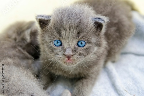 Selective closeup of a cute cat in a room