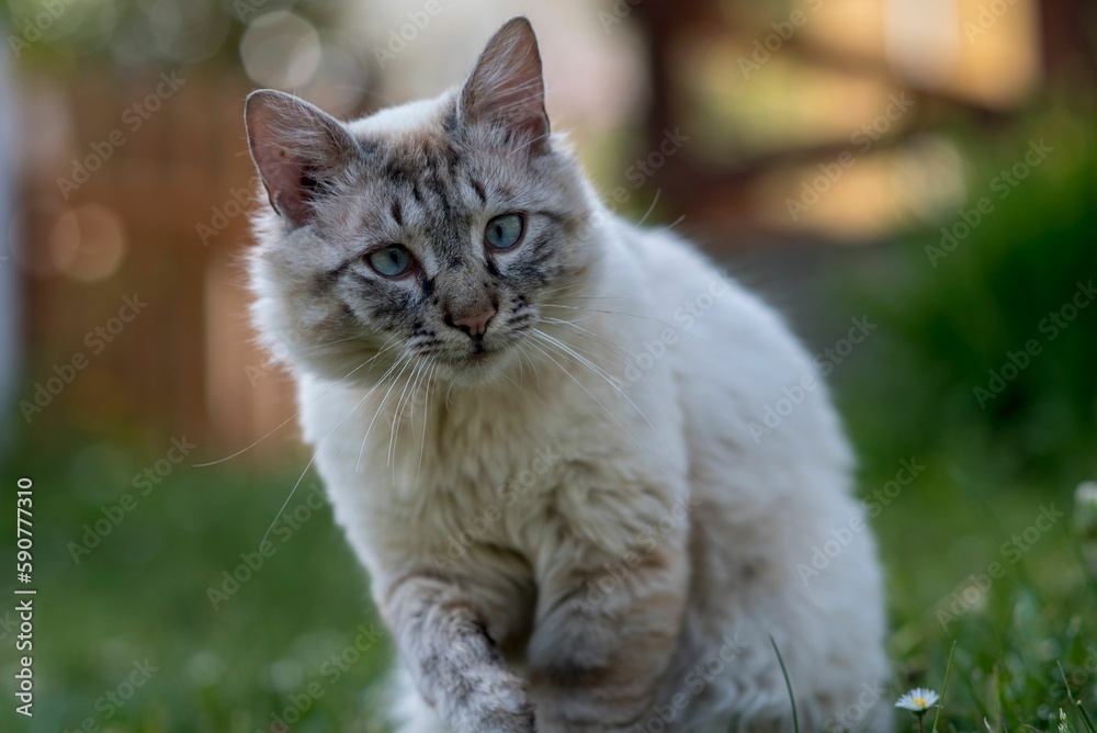 Closeup of an adorable fluffy Neva Masquerade kitten on green grass in a yard