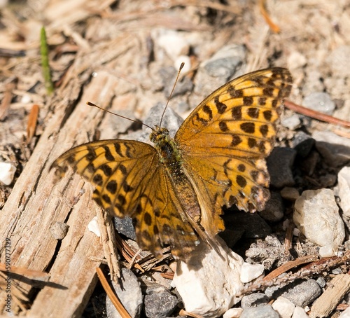 Closeup of a beautiful Silver-washed fritillary butterfly on the ground in a garden