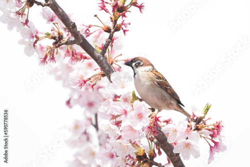 sparrow eats cherry flower nectar