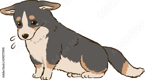 おすわりして悲しむコーギー（トライカラー）