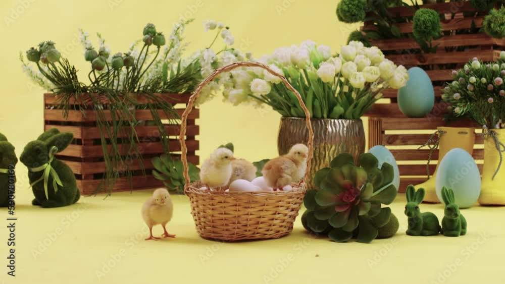 Little fluffy Easter chickens in a basket with eggs - isolated with reflection Little fluffy Easter chickens in a basket with eggs - isolated with reflection