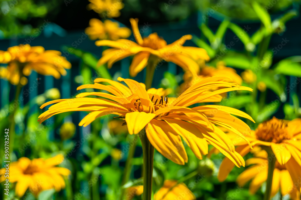 Fine wild growing flower aster false sunflower on background meadow Fine wild growing flower aster false sunflower on background meadow