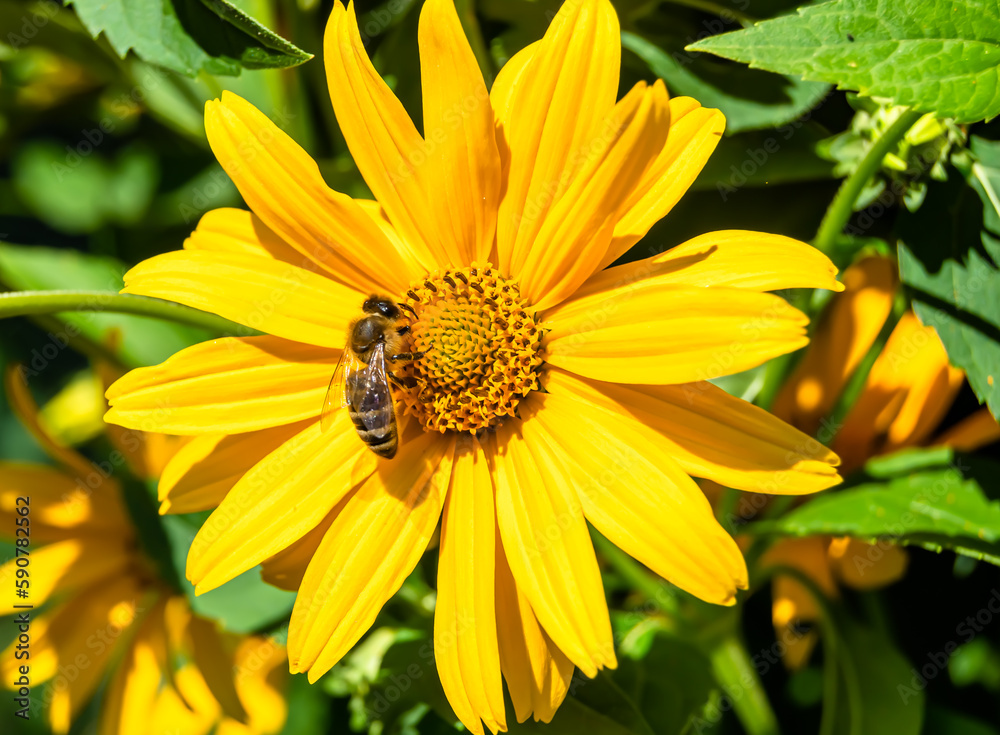 Beautiful wild flower winged bee on background foliage meadow Beautiful wild flower winged bee on background foliage meadow