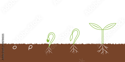 種が発芽して育つ過程、土と植物、シンプルなイラスト photo
